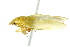  ( - CNC#HEM401263)  @12 [ ] CreativeCommons - Attribution (2011) CNC/CBG Photography Group Centre for Biodiversity Genomics