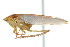  ( - CNC#HEM401266)  @12 [ ] CreativeCommons - Attribution (2011) CNC/CBG Photography Group Centre for Biodiversity Genomics