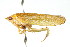  (Rugosana lora - CNC#HEM401271)  @13 [ ] CreativeCommons - Attribution (2011) CNC/CBG Photography Group Centre for Biodiversity Genomics