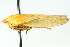  (Rugosana manua - CNC#HEM401277)  @11 [ ] CreativeCommons - Attribution (2011) CNC/CBG Photography Group Centre for Biodiversity Genomics