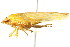  ( - CNC#HEM401279)  @13 [ ] CreativeCommons - Attribution (2011) CNC/CBG Photography Group Centre for Biodiversity Genomics