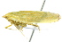  (Gyponana ortha - CNC#HEM401283)  @13 [ ] CreativeCommons - Attribution (2011) CNC/CBG Photography Group Centre for Biodiversity Genomics