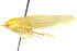  (Gyponana parallela - CNC#HEM401289)  @13 [ ] CreativeCommons - Attribution (2011) CNC/CBG Photography Group Centre for Biodiversity Genomics