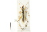  ( - CNC#PBI00394806)  @11 [ ] CreativeCommons - Attribution (2011) CNC/CBG Photography Group Centre for Biodiversity Genomics