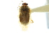  ( - CNC#HEM010465-6)  @13 [ ] CreativeCommons - Attribution (2011) CNC/CBG Photography Group Centre for Biodiversity Genomics