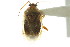  (Lygus borealis - CNC#HEM010466-6)  @14 [ ] CreativeCommons - Attribution (2011) CNC/CBG Photography Group Centre for Biodiversity Genomics