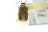 ( - CNC#HEM010509-6)  @13 [ ] CreativeCommons - Attribution (2011) CNC/CBG Photography Group Centre for Biodiversity Genomics