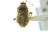  ( - CNC#HEM029117-2)  @13 [ ] CreativeCommons - Attribution (2011) CNC/CBG Photography Group Centre for Biodiversity Genomics