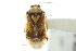  ( - CNC#HEM032758-8)  @13 [ ] CreativeCommons - Attribution (2011) CNC/CBG Photography Group Centre for Biodiversity Genomics
