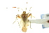  (Adelphocoris - CNC#HEM039338-1)  @15 [ ] CreativeCommons - Attribution (2011) CNC/CBG Photography Group Centre for Biodiversity Genomics