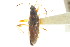  ( - CNC#HEM303462)  @12 [ ] CreativeCommons - Attribution (2011) CNC/CBG Photography Group Centre for Biodiversity Genomics