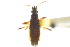  (Zeridoneus - CNC#HEM303463)  @13 [ ] CreativeCommons - Attribution (2011) CNC/CBG Photography Group Centre for Biodiversity Genomics