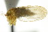  ( - CNC#HEM303896)  @11 [ ] CreativeCommons - Attribution (2011) CNC/CBG Photography Group Centre for Biodiversity Genomics