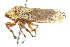  ( - CNC#HEM401001)  @11 [ ] CreativeCommons - Attribution (2011) CNC/CBG Photography Group Centre for Biodiversity Genomics