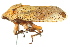  ( - CNC#HEM401003)  @11 [ ] CreativeCommons - Attribution (2011) CNC/CBG Photography Group Centre for Biodiversity Genomics