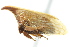  ( - CNC#HEM401005)  @11 [ ] CreativeCommons - Attribution (2011) CNC/CBG Photography Group Centre for Biodiversity Genomics