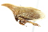  ( - CNC#HEM401006)  @11 [ ] CreativeCommons - Attribution (2011) CNC/CBG Photography Group Centre for Biodiversity Genomics