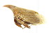  (Enchenopa curvata - CNC#HEM401007)  @12 [ ] CreativeCommons - Attribution (2011) CNC/CBG Photography Group Centre for Biodiversity Genomics