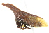  ( - CNC#HEM401010)  @11 [ ] CreativeCommons - Attribution (2011) CNC/CBG Photography Group Centre for Biodiversity Genomics