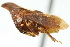  ( - CNC#HEM401026)  @11 [ ] CreativeCommons - Attribution (2011) CNC/CBG Photography Group Centre for Biodiversity Genomics