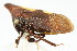  ( - CNC#HEM401294)  @12 [ ] CreativeCommons - Attribution (2011) CNC/CBG Photography Group Centre for Biodiversity Genomics