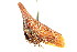  (Enchenopa sericea - CNC#HEM401297)  @13 [ ] CreativeCommons - Attribution (2011) CNC/CBG Photography Group Centre for Biodiversity Genomics