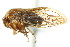  ( - CNC#HEM401462)  @13 [ ] CreativeCommons - Attribution (2011) CNC/CBG Photography Group Centre for Biodiversity Genomics