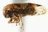  ( - CNC#HEM401583)  @11 [ ] CreativeCommons - Attribution (2011) CNC/CBG Photography Group Centre for Biodiversity Genomics