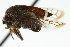  ( - CNC#HEM401693)  @14 [ ] CreativeCommons - Attribution (2011) CNC/CBG Photography Group Centre for Biodiversity Genomics