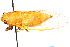  (Cicadettana kansa - CNC#HEM401706)  @14 [ ] CreativeCommons - Attribution (2011) CNC/CBG Photography Group Centre for Biodiversity Genomics