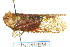  ( - CNC#HEM401756)  @13 [ ] CreativeCommons - Attribution (2011) CNC/CBG Photography Group Centre for Biodiversity Genomics