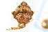  ( - CNC#HEM401789)  @12 [ ] CreativeCommons - Attribution (2011) CNC/CBG Photography Group Centre for Biodiversity Genomics
