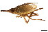  (Scolops - CNC#HEM401824)  @15 [ ] CreativeCommons - Attribution (2011) CNC/CBG Photography Group Centre for Biodiversity Genomics