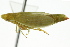  (Hecalus major - CNC#HEM401870)  @13 [ ] CreativeCommons - Attribution (2011) CNC/CBG Photography Group Centre for Biodiversity Genomics