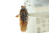  ( - CNC#PBI00115489)  @11 [ ] CreativeCommons - Attribution (2011) CNC/CBG Photography Group Centre for Biodiversity Genomics
