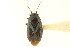  ( - CNC#PBI00118503)  @11 [ ] CreativeCommons - Attribution (2011) CNC/CBG Photography Group Centre for Biodiversity Genomics