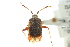  (Pycnocoris - CNC#PBI00394918)  @13 [ ] CreativeCommons - Attribution (2011) CNC/CBG Photography Group Centre for Biodiversity Genomics
