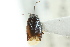  ( - CNC#PBI00394932)  @11 [ ] CreativeCommons - Attribution (2011) CNC/CBG Photography Group Centre for Biodiversity Genomics