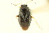  ( - CNC#PBI00394942)  @11 [ ] CreativeCommons - Attribution (2011) CNC/CBG Photography Group Centre for Biodiversity Genomics