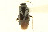  ( - CNC#PBI00394943)  @11 [ ] CreativeCommons - Attribution (2011) CNC/CBG Photography Group Centre for Biodiversity Genomics