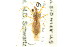  ( - CNCHEMIPT#06-04033)  @11 [ ] CreativeCommons - Attribution (2011) CNC/CBG Photography Group Centre for Biodiversity Genomics