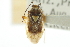  ( - CNC#HEM300001)  @11 [ ] CreativeCommons - Attribution (2011) CNC/CBG Photography Group Centre for Biodiversity Genomics