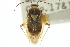  ( - CNC#HEM300002)  @11 [ ] CreativeCommons - Attribution (2011) CNC/CBG Photography Group Centre for Biodiversity Genomics