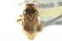  ( - CNC#HEM300020)  @13 [ ] CreativeCommons - Attribution (2011) CNC/CBG Photography Group Centre for Biodiversity Genomics