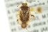  ( - CNC#HEM300028)  @11 [ ] CreativeCommons - Attribution (2011) CNC/CBG Photography Group Centre for Biodiversity Genomics