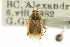  (Lygus atritibialis - CNC#HEM300047)  @14 [ ] CreativeCommons - Attribution (2011) CNC/CBG Photography Group Centre for Biodiversity Genomics