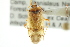  ( - CNC#HEM300055)  @13 [ ] CreativeCommons - Attribution (2011) CNC/CBG Photography Group Centre for Biodiversity Genomics