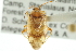  (Lygus ceanothi - CNC#HEM300056)  @13 [ ] CreativeCommons - Attribution (2011) CNC/CBG Photography Group Centre for Biodiversity Genomics