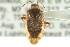  (Lygus perplexus - CNC#HEM300066)  @11 [ ] CreativeCommons - Attribution (2011) CNC/CBG Photography Group Centre for Biodiversity Genomics
