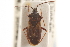  (Eremocoris - CNC#HEM305140)  @15 [ ] CreativeCommons - Attribution (2012) CNC/CBG Photography Group Centre for Biodiversity Genomics